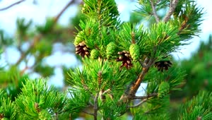 Video Stock Closeup Of A Pine Tree Branch Live Wallpaper For PC