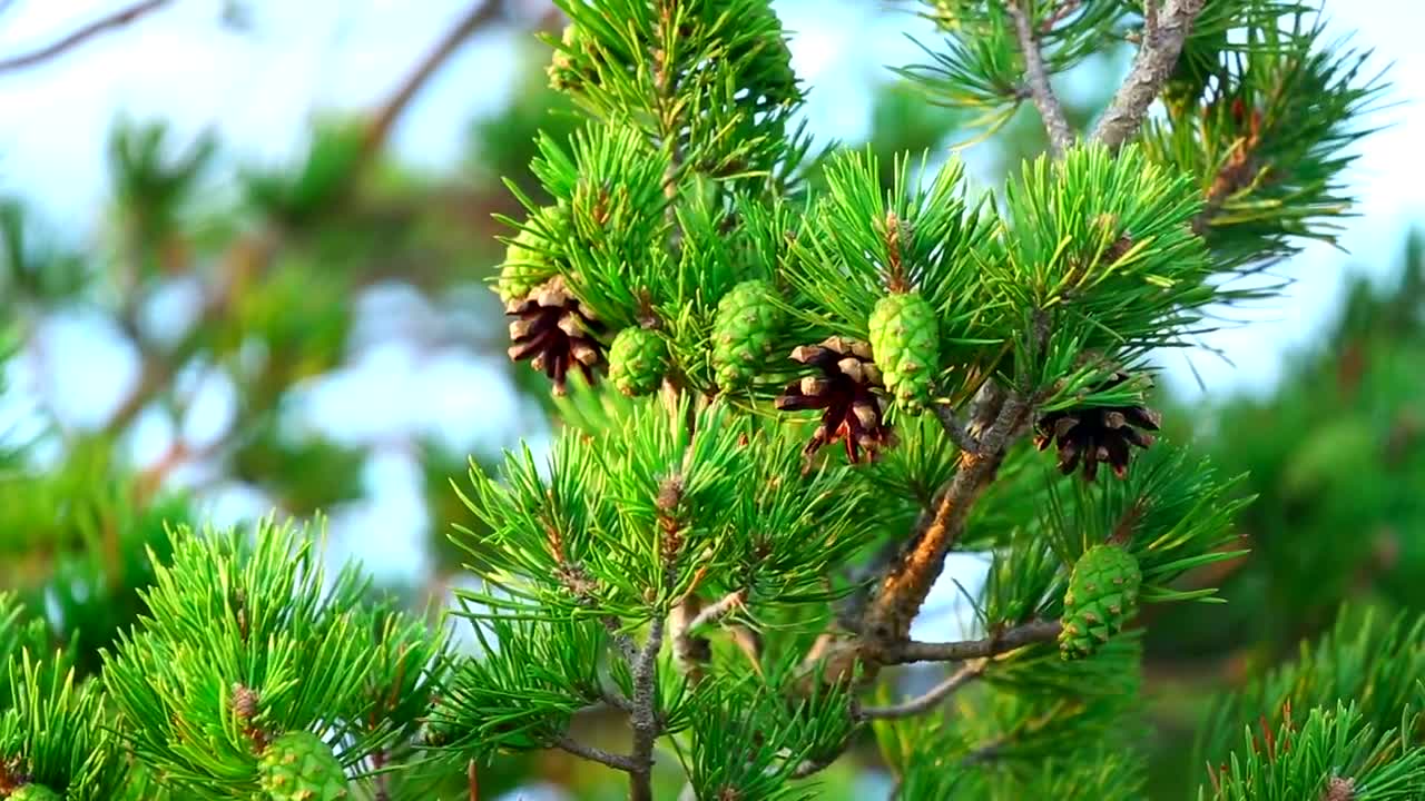 Download Video Stock Closeup Of A Pine Tree Branch Live Wallpaper For PC