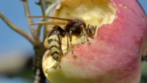 Video Stock Closeup Of A Hornet Eating A Red Apple Live Wallpaper For PC