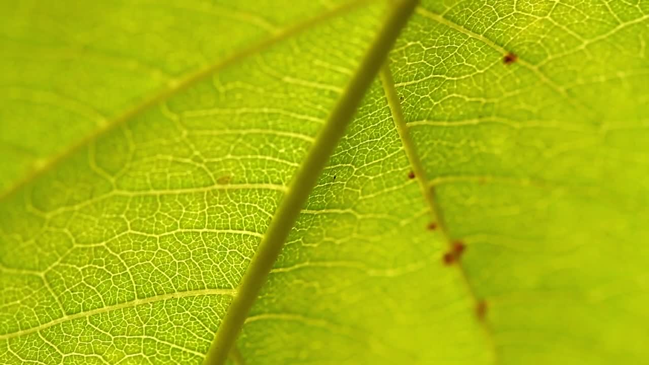 Download Video Stock Closeup Of A Garden Leaf Live Wallpaper For PC