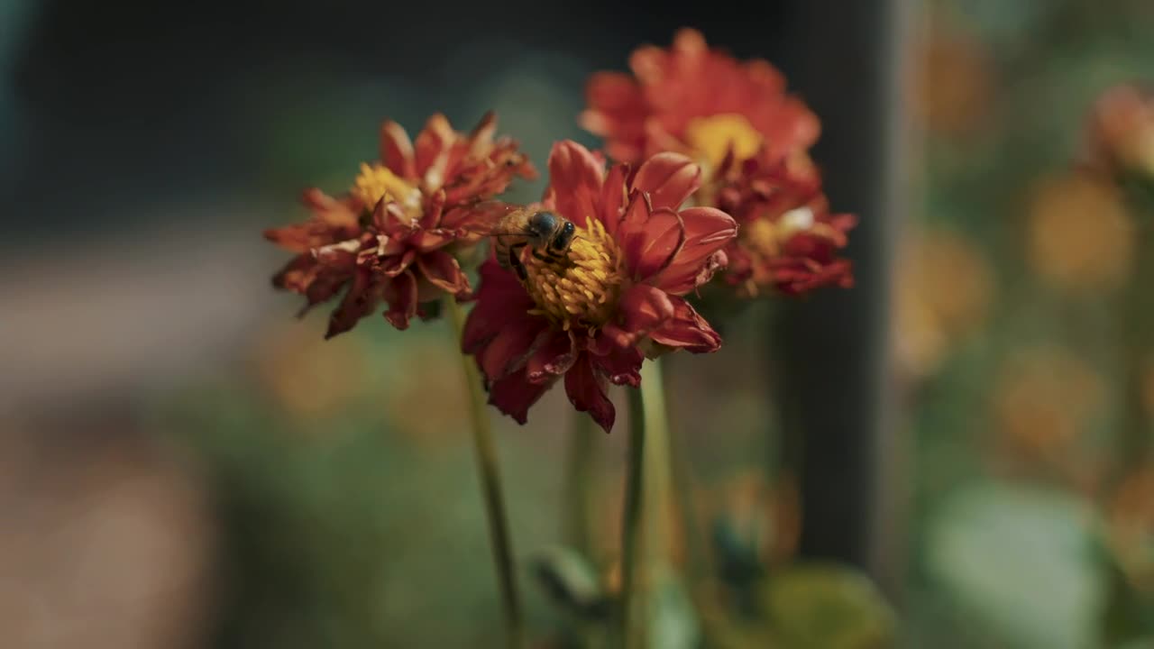 Download Video Stock Closeup Of A Bee On A Red Flower Live Wallpaper For PC