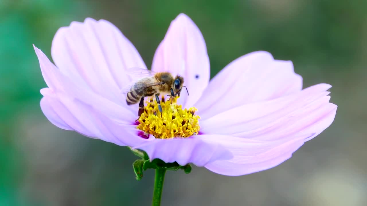 Download Video Stock Closeup Of A Bee On A Purple Flower Live Wallpaper For PC