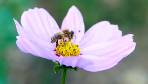 Video Stock Closeup Of A Bee On A Purple Flower Live Wallpaper For PC