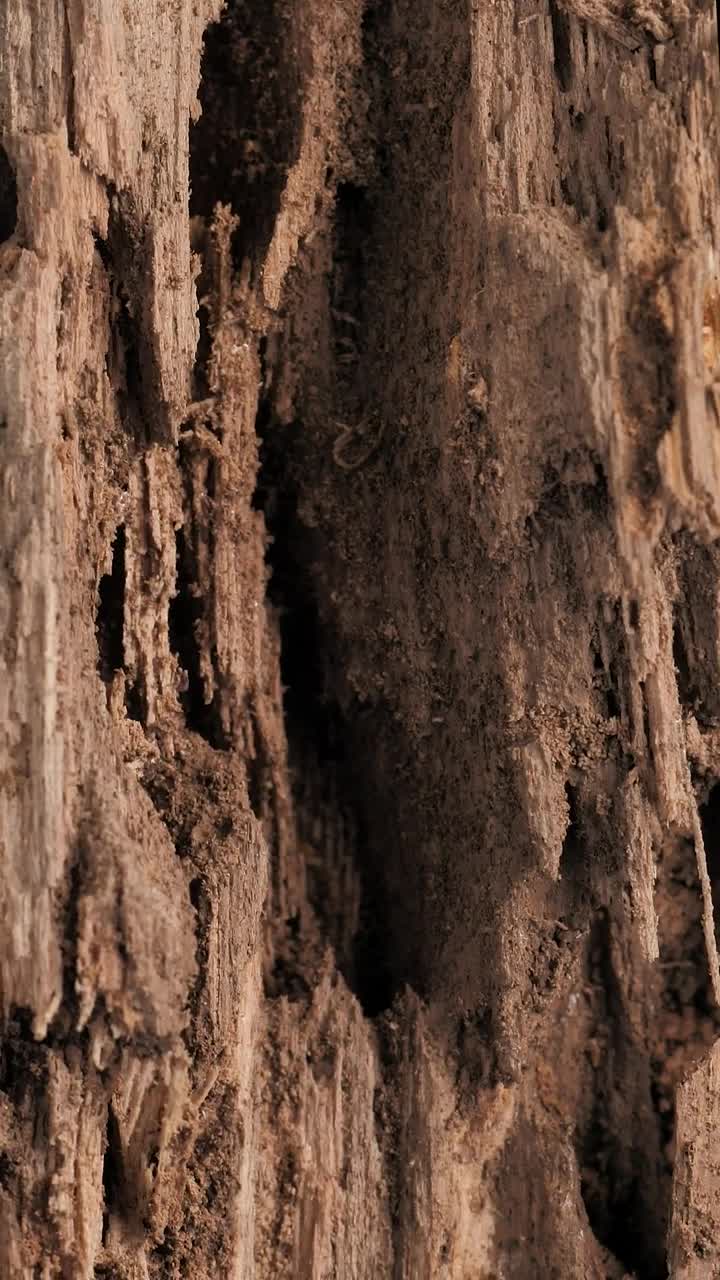 Download Video Stock Close View Of A Wooden Surface Live Wallpaper For PC