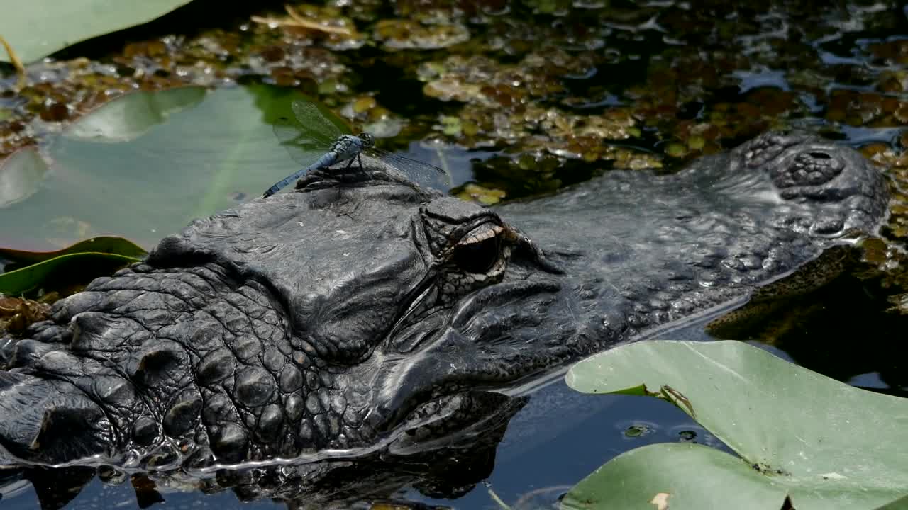 Download Video Stock Close Up To The Head Of A Crocodile Live Wallpaper For PC