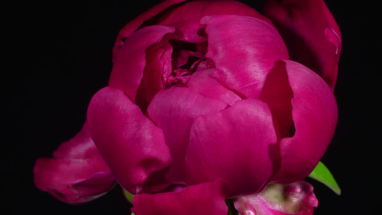 Download Video Stock Close Up To A Blooming Pink Flower Live Wallpaper For PC