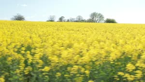 Video Stock Close Up Shot Of Canola Crops Live Wallpaper For PC