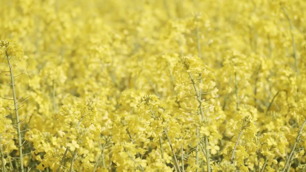 Download Video Stock Close Up Shot Of A Crop Field Live Wallpaper For PC