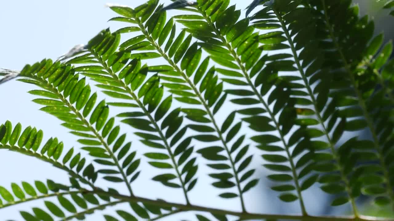 Download Video Stock Close Up Of Tree Branches Live Wallpaper For PC