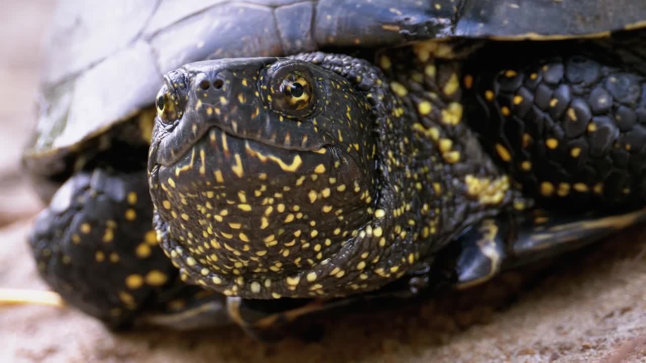 Download Video Stock Close Up Of The Head Of A Turtle Live Wallpaper For PC