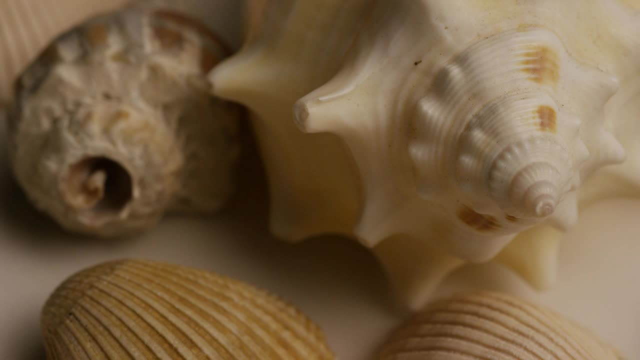Download Video Stock Close Up Of Texture Of Sea Shells Live Wallpaper For PC