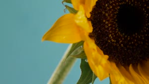 Video Stock Close Up Of Sunflower Live Wallpaper For PC