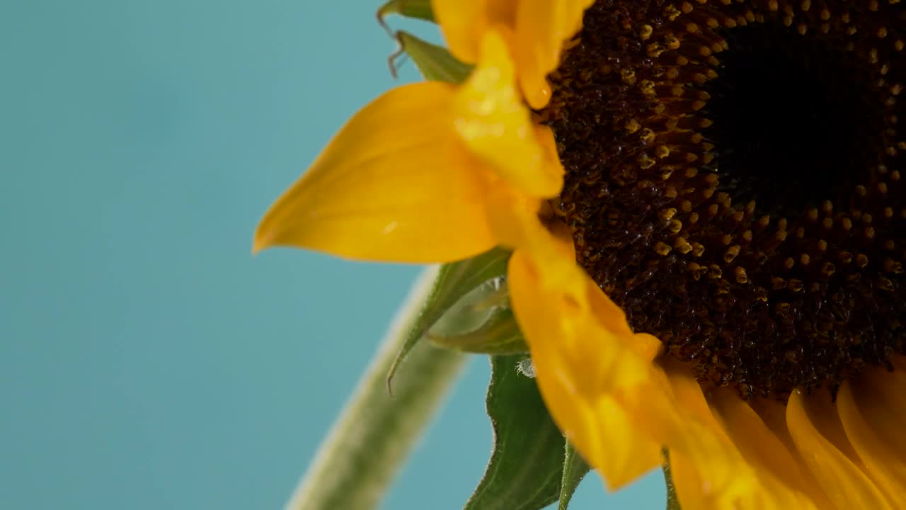 Download Video Stock Close Up Of Sunflower Live Wallpaper For PC