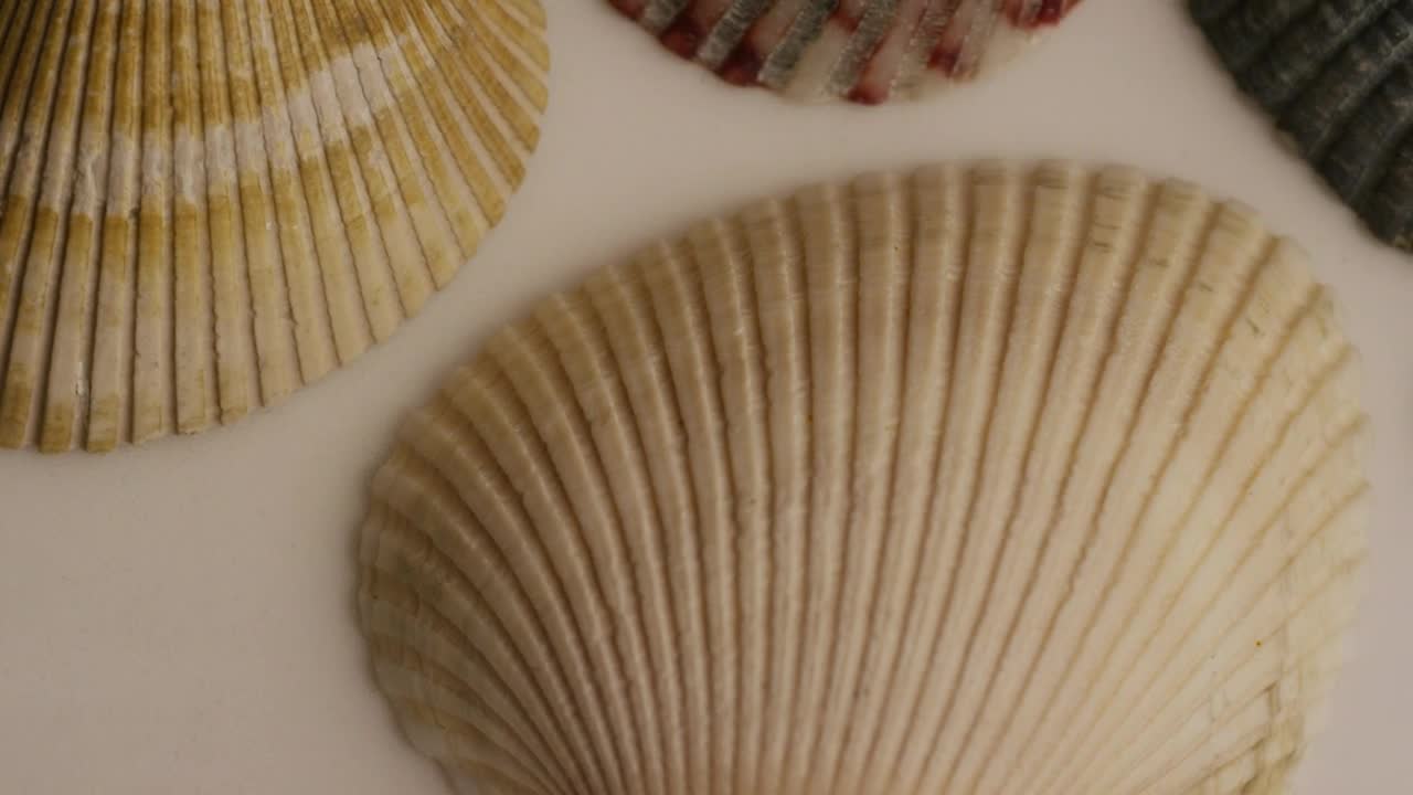 Download Video Stock Close Up Of Sea Shells Live Wallpaper For PC