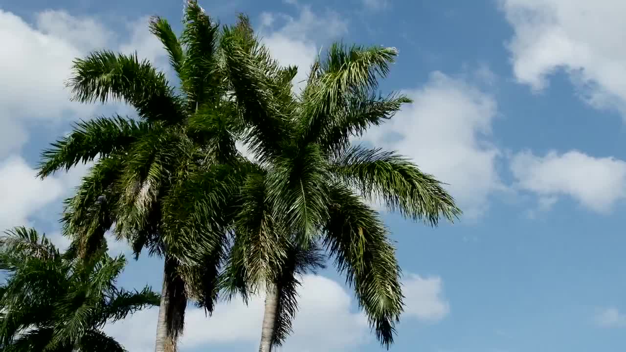 Download Video Stock Close Up Of Palm Tree Branches High Up Live Wallpaper For PC