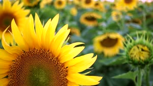 Video Stock Close Up Of A Sunflower Live Wallpaper For PC