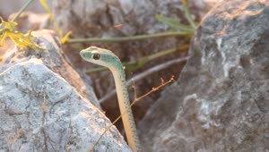 Video Stock Close Up Of A Snake In Between The Rocks Live Wallpaper For PC