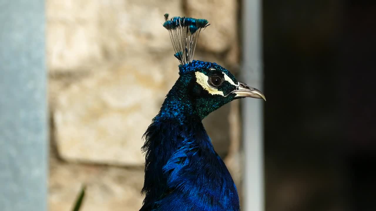 Download Video Stock Close Up Of A Peacocks Head Live Wallpaper For PC