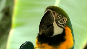 Video Stock Close Up Of A Parrot In Nature Live Wallpaper For PC