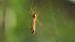 Video Stock Close Up Of A Mosquito Live Wallpaper For PC