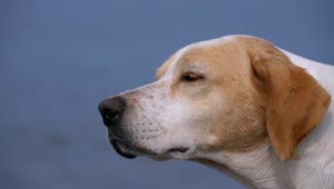 Video Stock Close Up Of A Dog Falling Asleep Live Wallpaper For PC