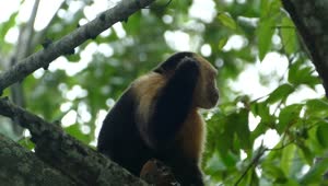 Video Stock Close Up Of A Capuchin Monkey On A Tree Live Wallpaper For PC