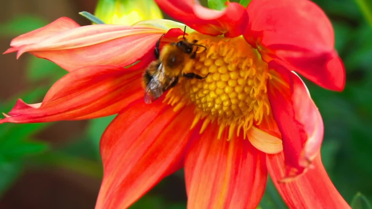 Download Video Stock Close Up Of A Bee Working On A Flower Live Wallpaper For PC