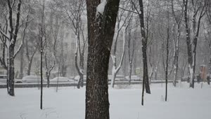 Video Stock City Park Covered In Heavy Snow Live Wallpaper For PC