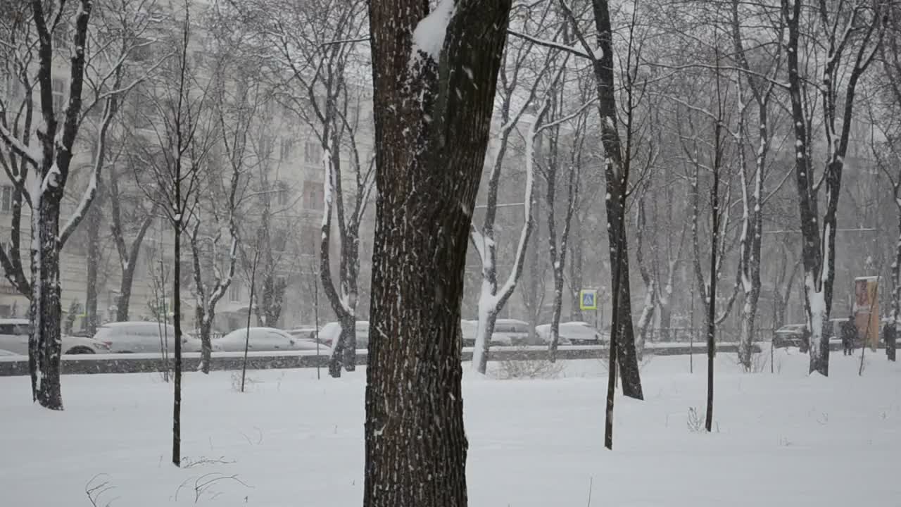 Download Video Stock City Park Covered In Heavy Snow Live Wallpaper For PC