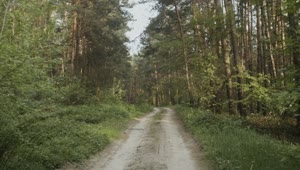 Download Video Stock Cinematic Road In A Forest Live Wallpaper For PC
