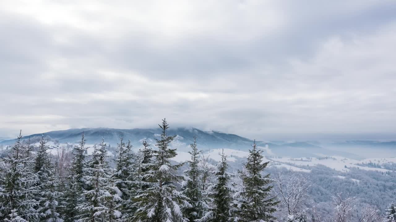 Download Video Stock Christmas Trees In A Winter Landscape Live Wallpaper For PC