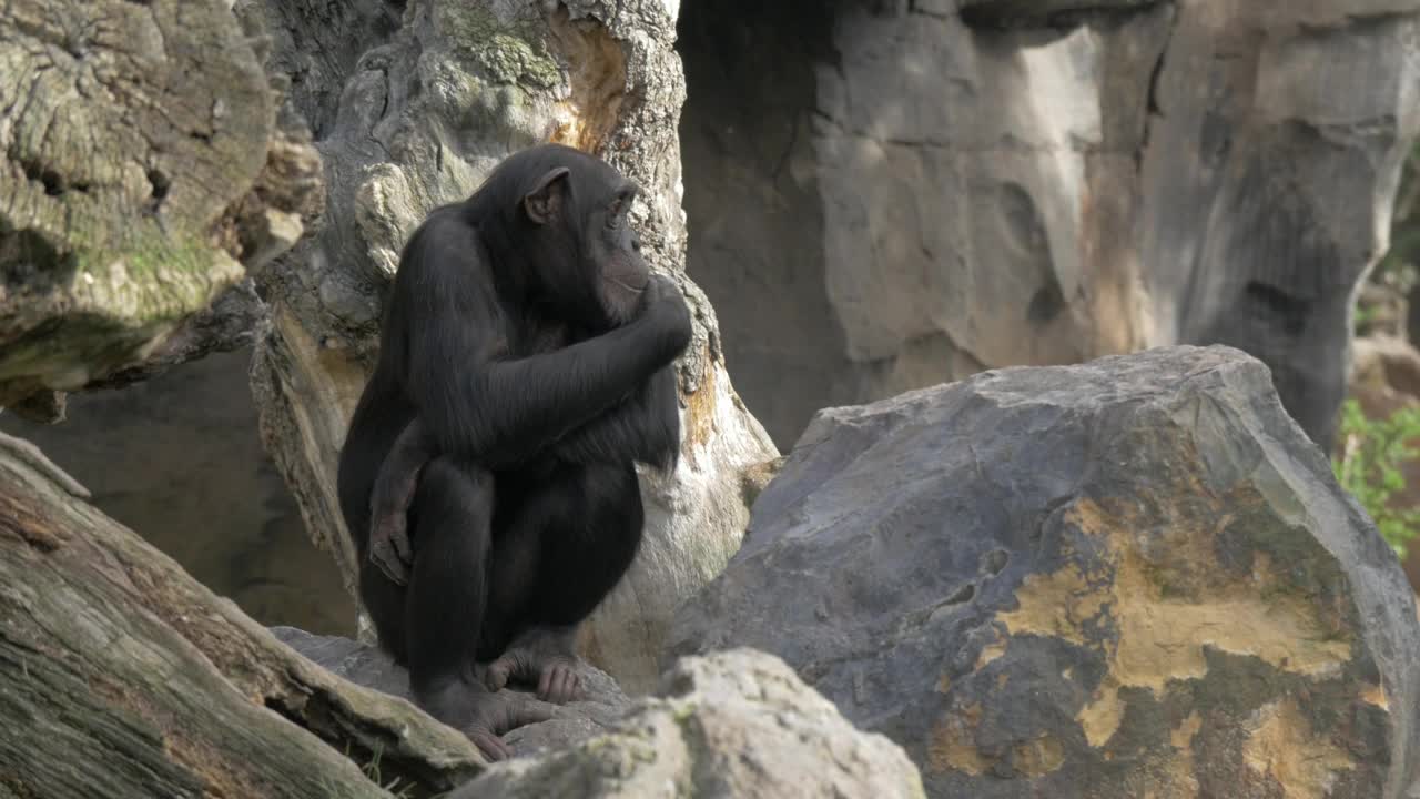 Download Video Stock Chimp Sitting On A Stock Live Wallpaper For PC