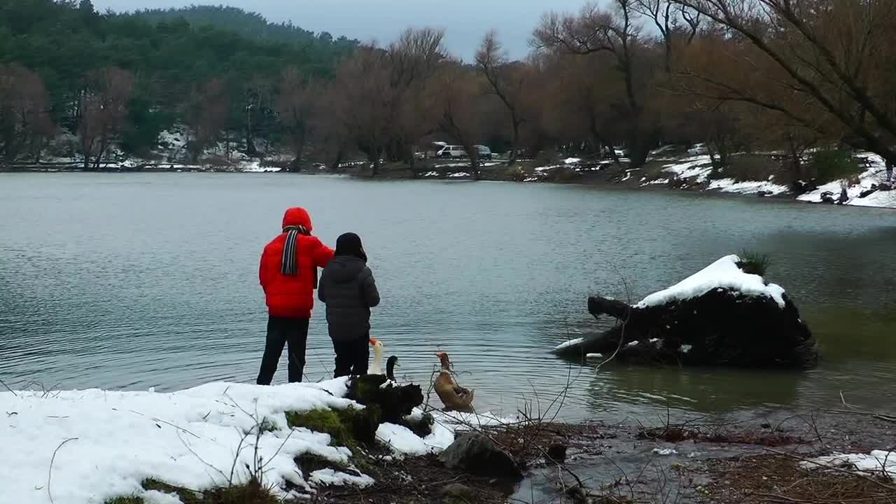 Download Video Stock Children Feeding Ducks On A Lake In Winter Live Wallpaper For PC