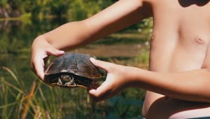 Video Stock Child Shows A Turtle To The Camera Live Wallpaper For PC
