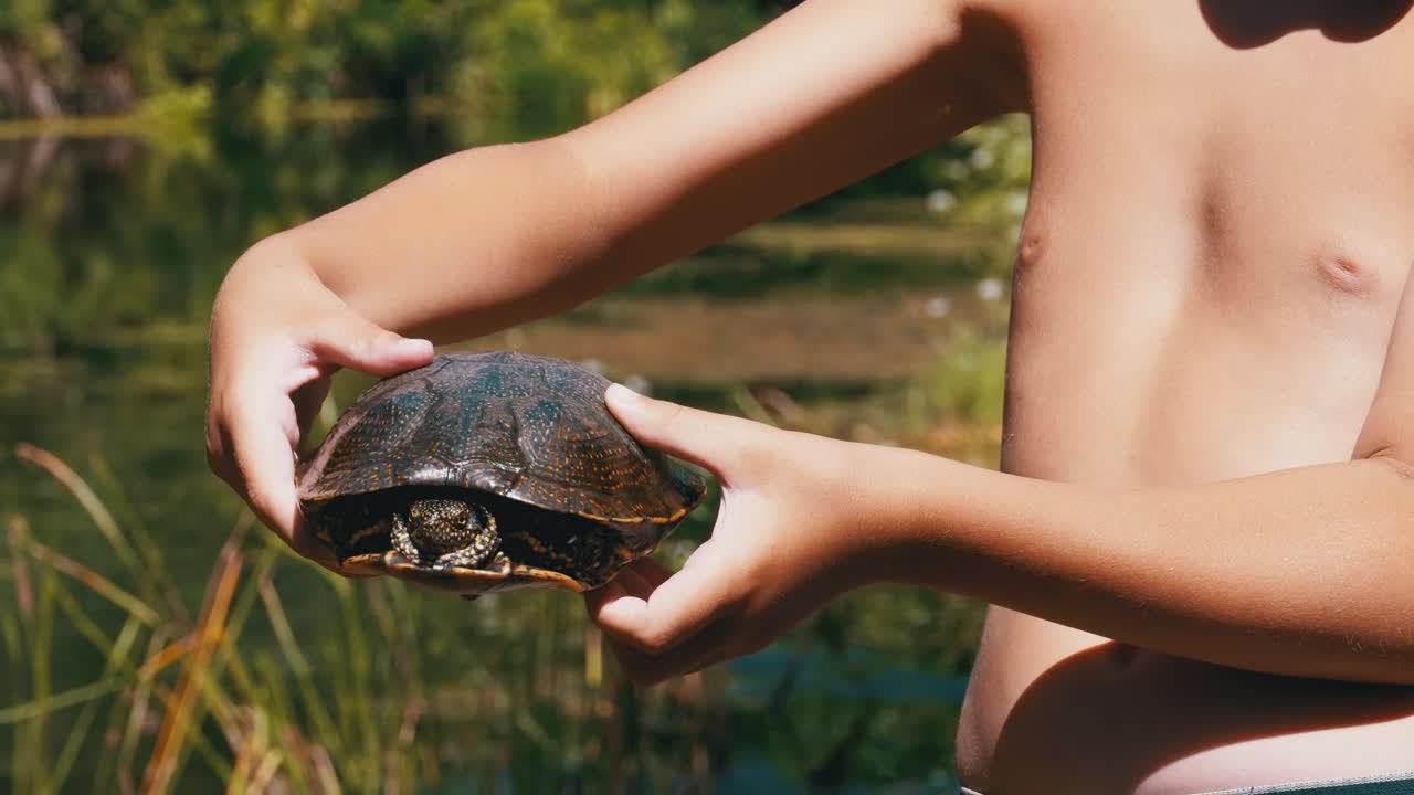 Download Video Stock Child Shows A Turtle To The Camera Live Wallpaper For PC