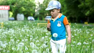 Video Stock Child Playing With Wildflowers Live Wallpaper For PC