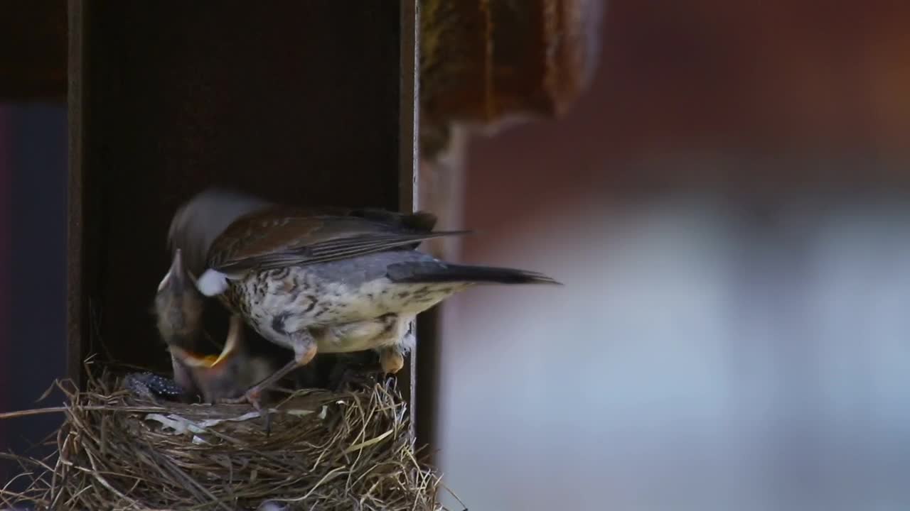 Download Video Stock Chicks In The Nest With Mom Live Wallpaper For PC