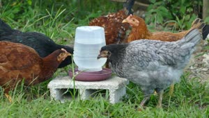 Video Stock Chickens Drinking Water At The Farm Live Wallpaper For PC
