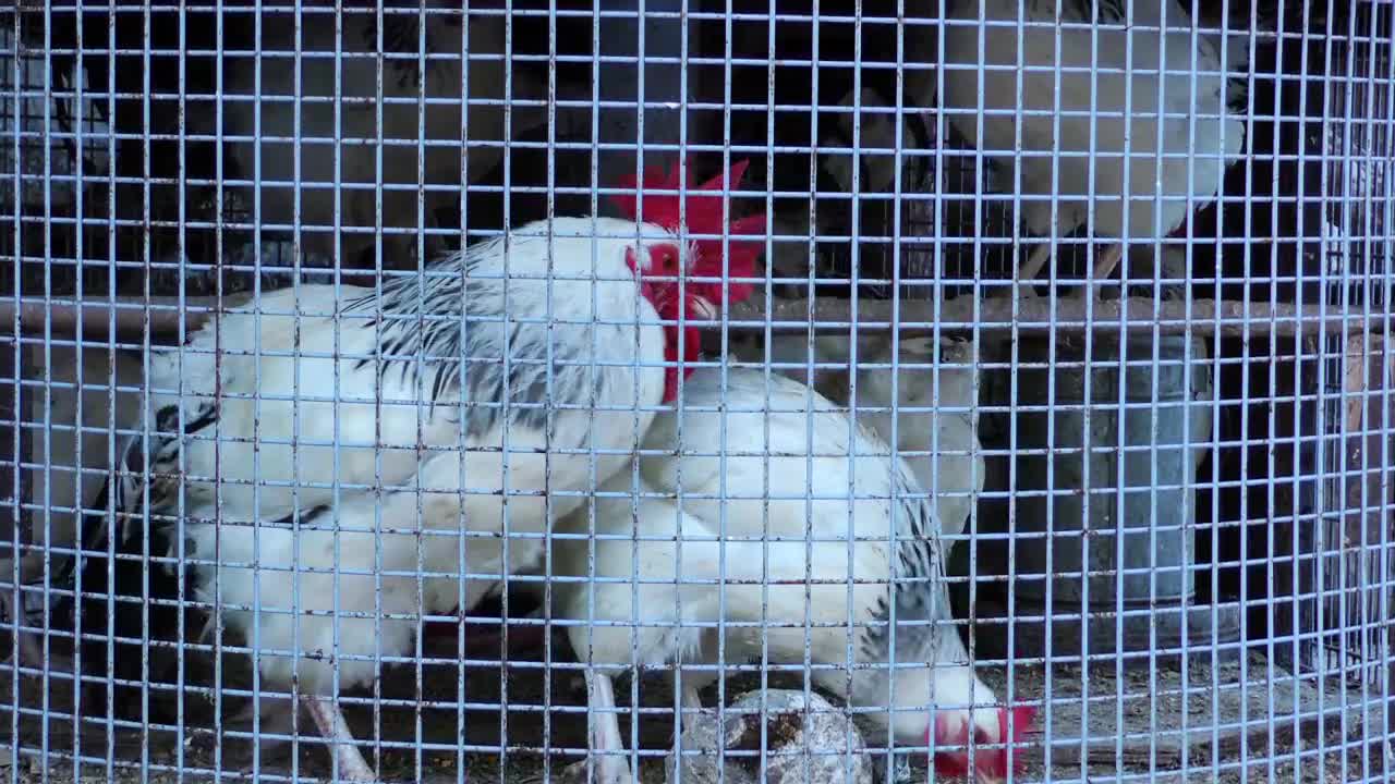Download Video Stock Chicken Coop On The Farm Live Wallpaper For PC