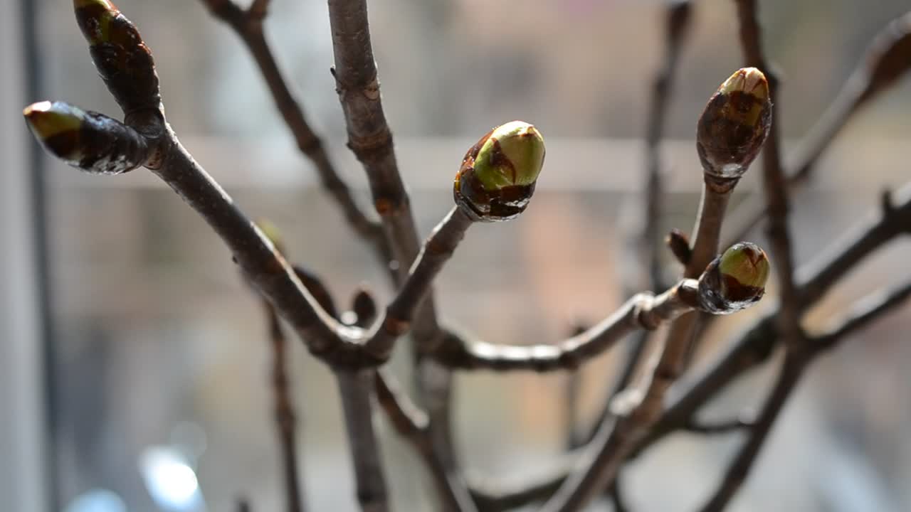 Download Video Stock Chestnut Tree In The City Live Wallpaper For PC