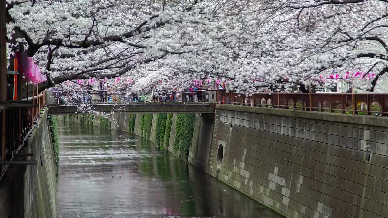 Download Video Stock Cherry Trees Blooming By The River In Tokyo Live Wallpaper For PC