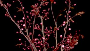 Video Stock Cherry Tree Pink Flowers Opening On The Branches Live Wallpaper For PC