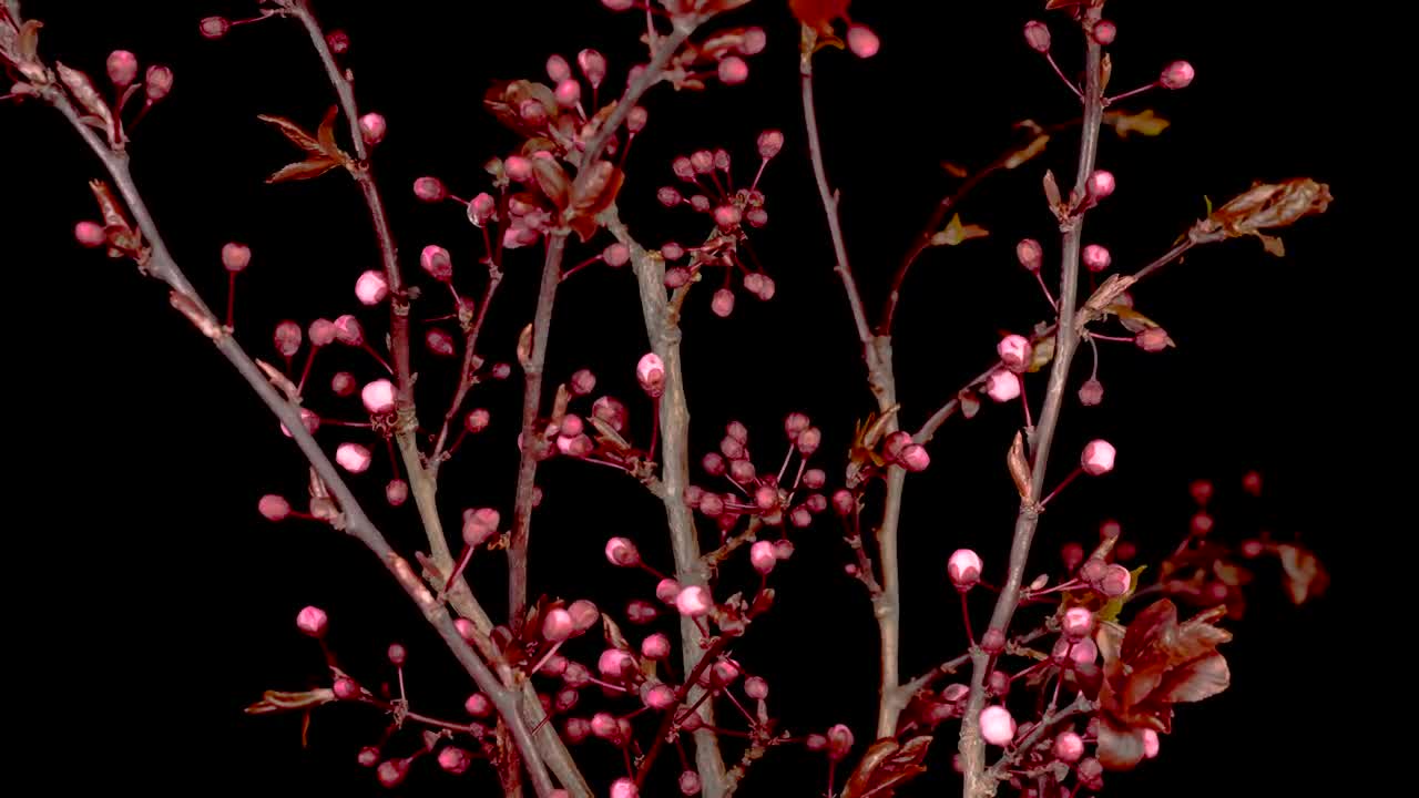 Download Video Stock Cherry Tree Pink Flowers Opening On The Branches Live Wallpaper For PC