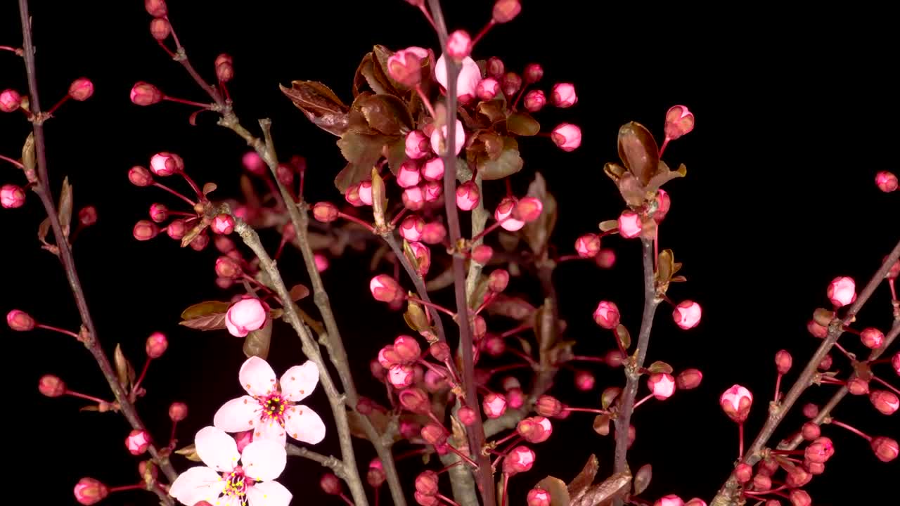 Download Video Stock Cherry Tree Flowers Open On The Branches Live Wallpaper For PC