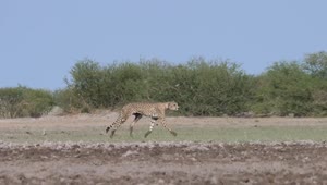 Video Stock Cheetahs Hunting In The Savanna Live Wallpaper For PC