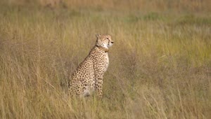 Video Stock Cheetah Walks To Another Cheetah In The Savanna Live Wallpaper For PC