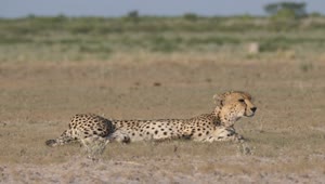 Video Stock Cheetah Resting On The Savanna Live Wallpaper For PC