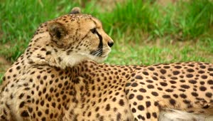 Video Stock Cheetah Resting On The Grass Live Wallpaper For PC