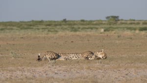 Video Stock Cheetah Resting In The Savanna Live Wallpaper For PC