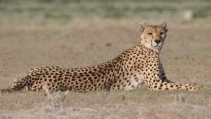 Video Stock Cheetah Looking Around In The Savanna Live Wallpaper For PC